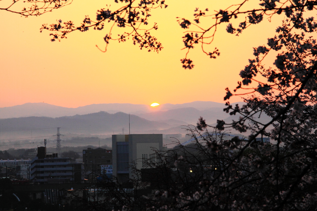 日の出と桜