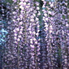 江南藤まつり：花の滝