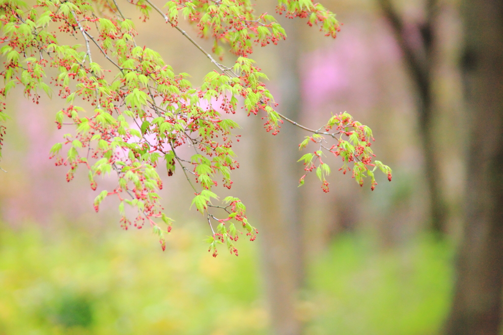 楓の若芽