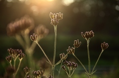 名も知らぬ花の輝き 