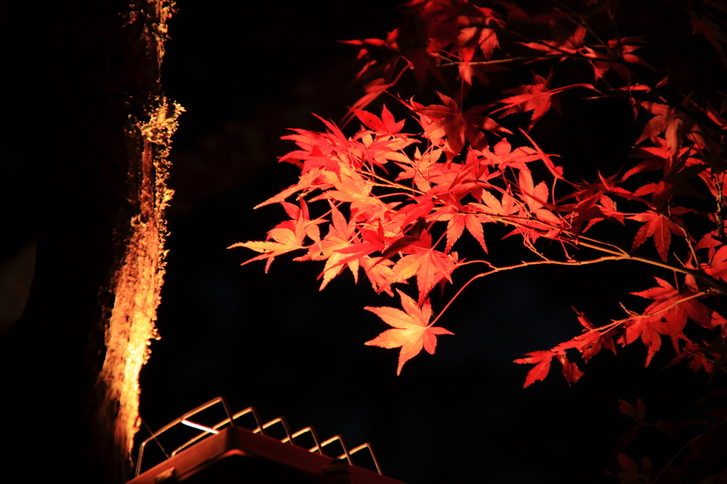 岩屋堂公園：紅葉ライトアップ３