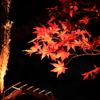 岩屋堂公園：紅葉ライトアップ３