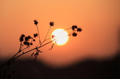 夕陽と雑草