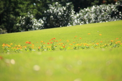 草原の花々