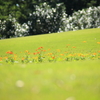草原の花々