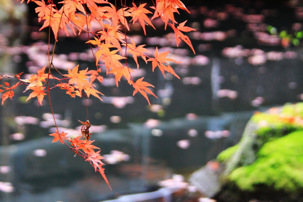 晩秋の池