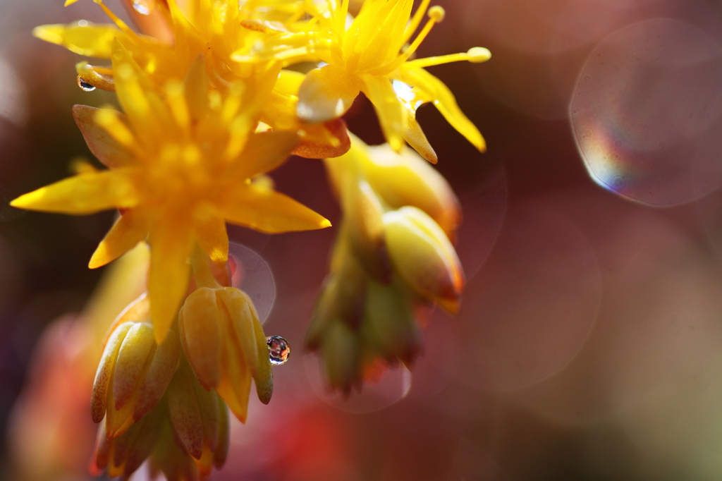 サボテンの花雫２
