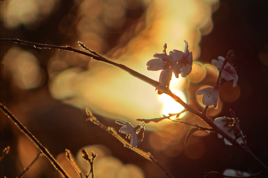 夕陽と四季桜