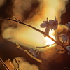 夕陽と四季桜