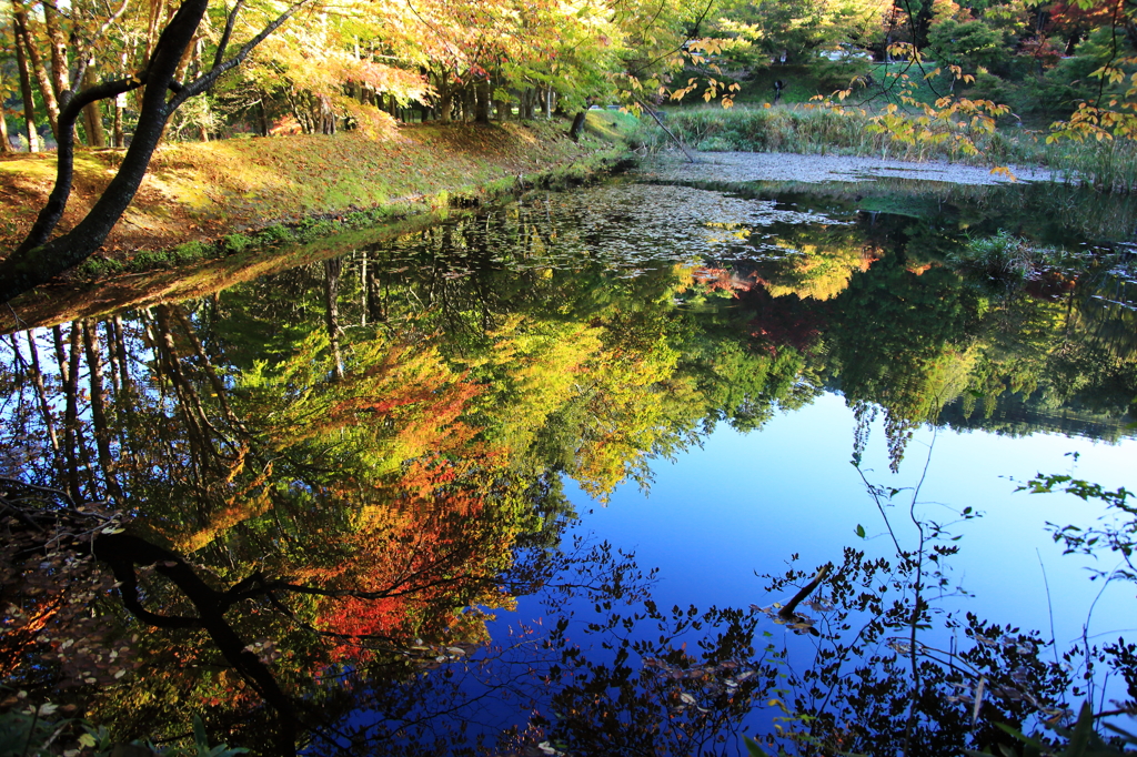 タカドヤの紅葉