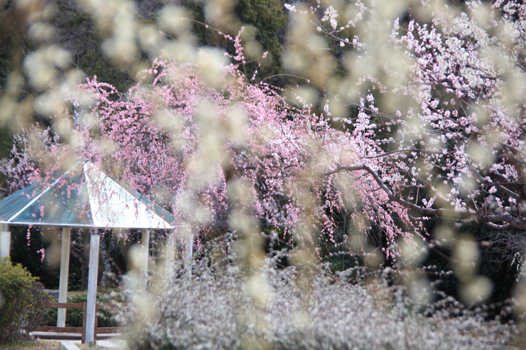 梅林の花吹雪
