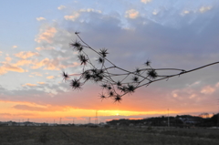 夕暮れのひっつき虫草