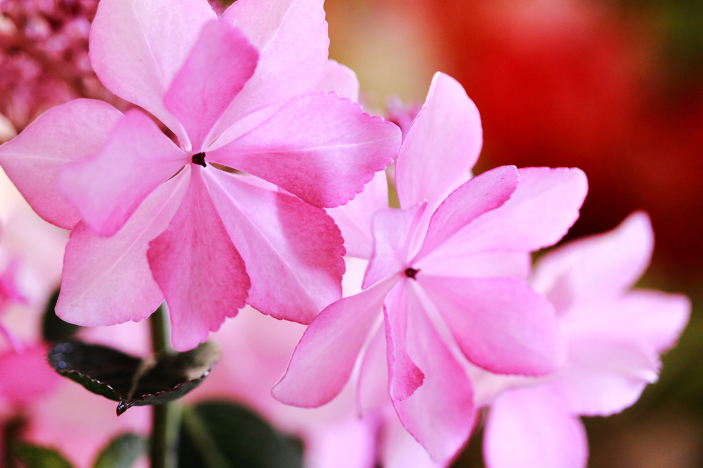 紫陽花