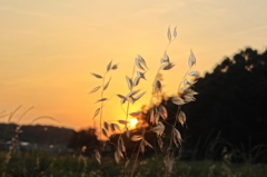 雑草と夕陽