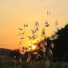 雑草と夕陽