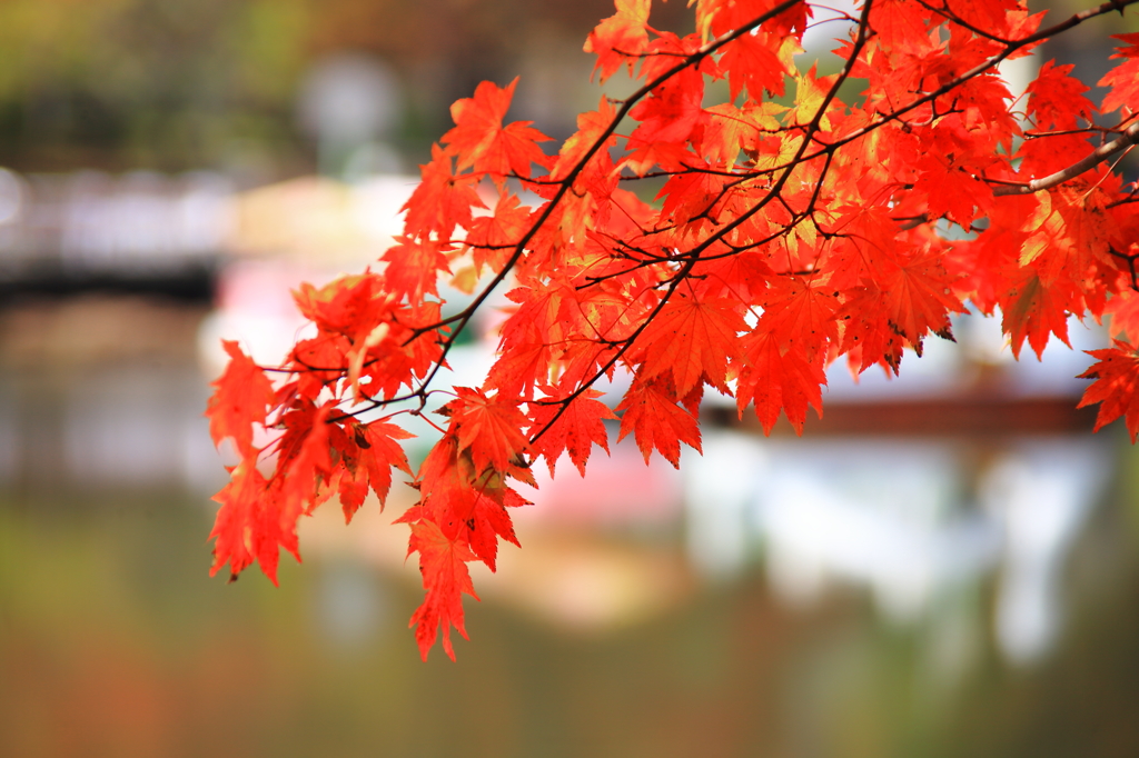 茶臼山の紅葉