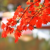 茶臼山の紅葉