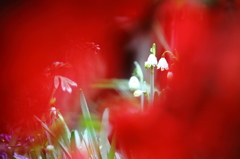 花園の覗き窓