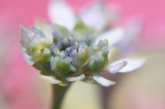 紫陽花