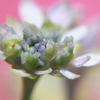 紫陽花
