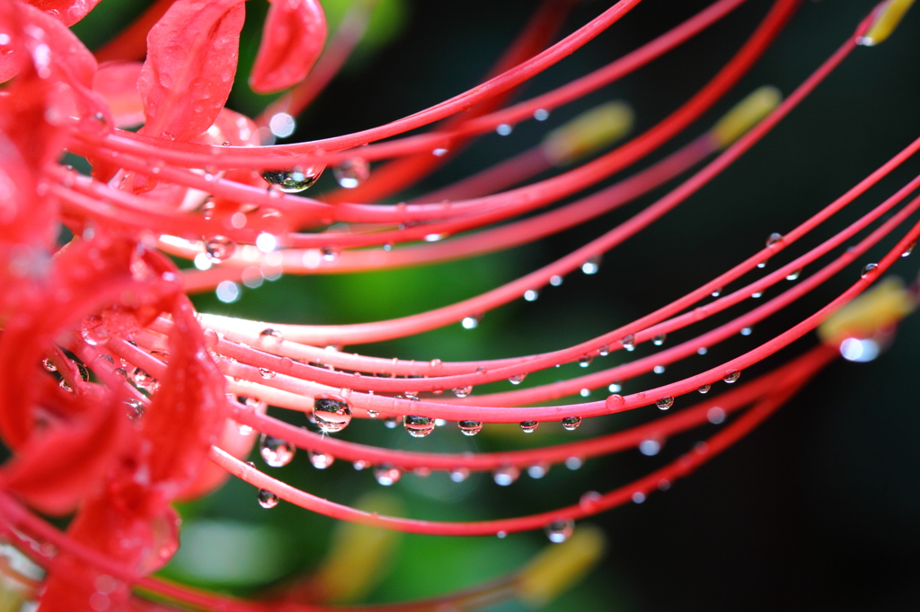 曼珠沙華のイヤリング