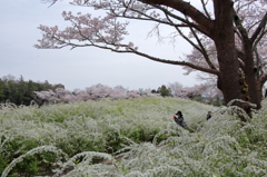 雪柳と桜の共演