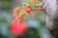 楓の若芽