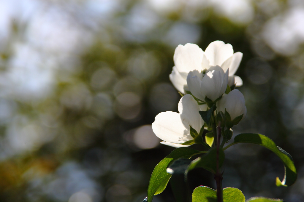 季節外れのウツギの花