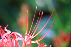 、曼珠沙華２