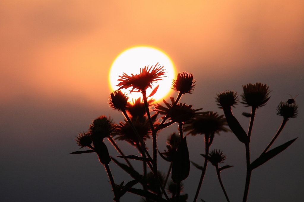 小菊と夕陽 