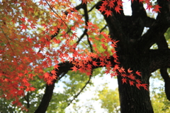 紅葉