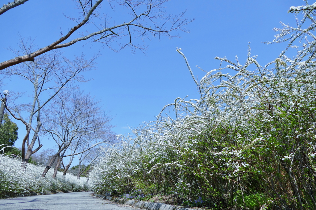 雪柳の回廊