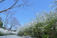 雪柳の回廊