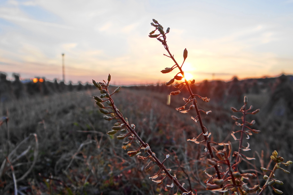 野草の夕暮れ