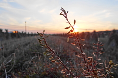 野草の夕暮れ