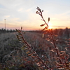 野草の夕暮れ