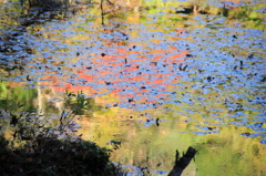 タカドヤ池の秋景色