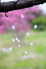 落花の侯にて候～～４