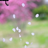 落花の侯にて候～～４