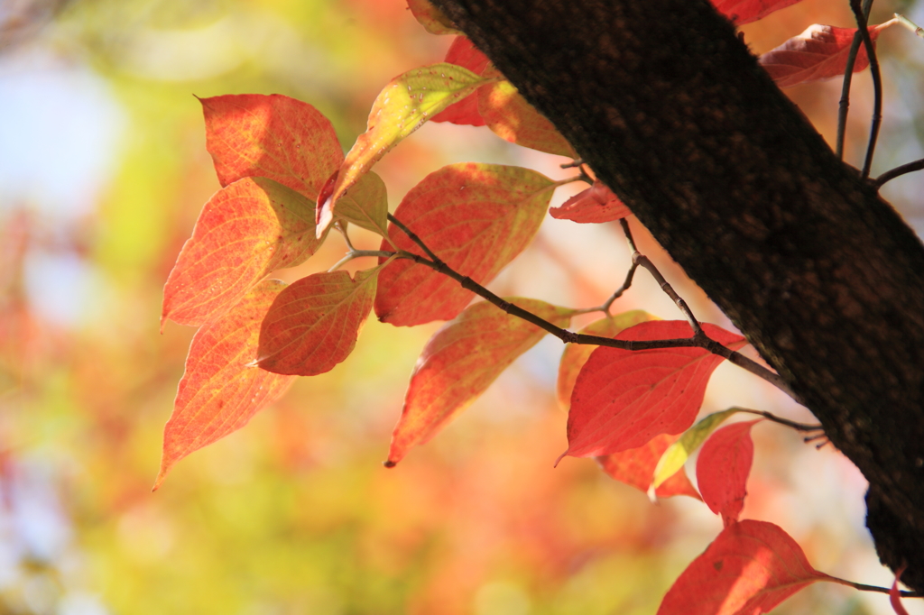 花水木の紅葉