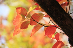 花水木の紅葉