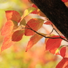 花水木の紅葉