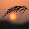 夕陽の詩