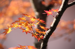縁取りが美しい紅葉