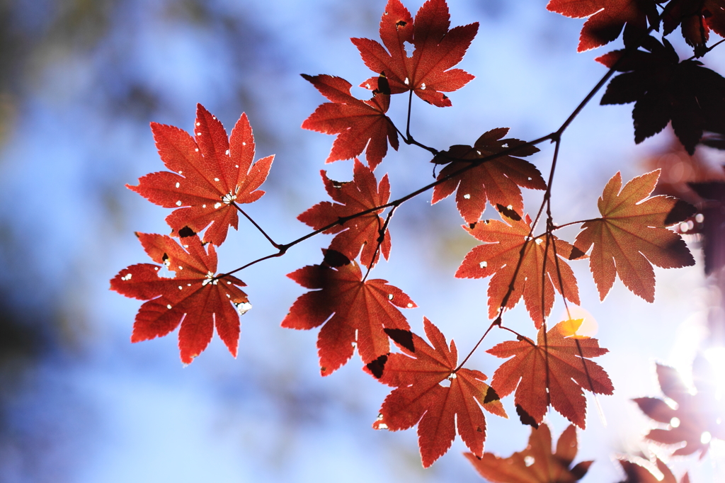 病葉の紅葉