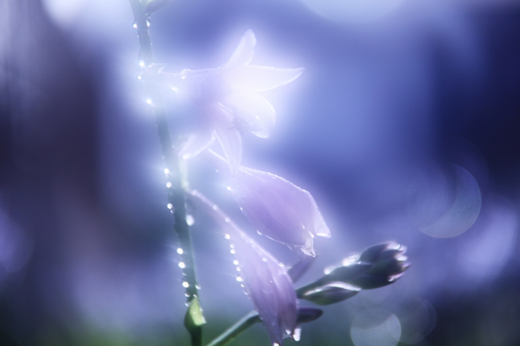 ギボウシの花 