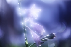 ギボウシの花 