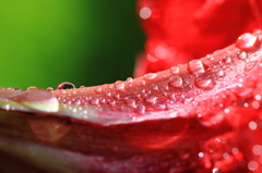 アマリリスの水玉