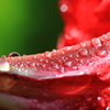 アマリリスの水玉