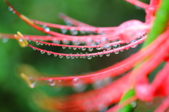 彼岸花の雫